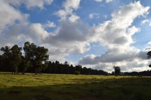 Forêt de Bouskoura - Photo 58