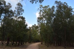 Forêt de Bouskoura - Photo 60