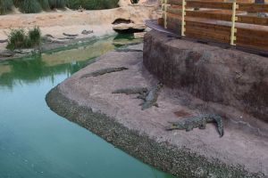 Crocoparc d'Agadir - Photo 2