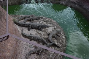 Crocoparc d'Agadir - Photo 4