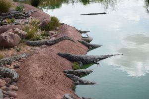 Crocoparc d'Agadir - Photo 7