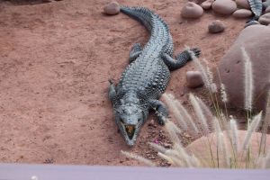 Crocoparc d'Agadir - Souss-Massa 