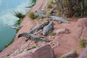 Crocoparc d'Agadir - Photo 9