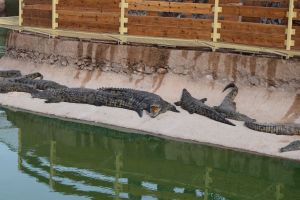 Crocoparc d'Agadir - Photo 10