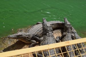 Crocoparc d'Agadir - Photo 30