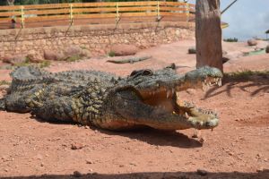 Crocoparc d'Agadir - Photo 34