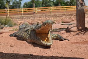 Crocoparc d'Agadir - Photo 35