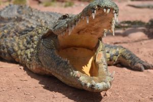 Crocoparc d'Agadir - Photo 36