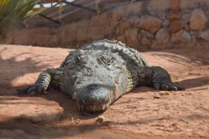 Crocoparc d'Agadir - Photo 38