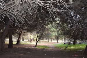 Forêt Harhoura - Photo 7
