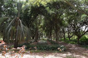 Jardin d'essais botanique de Rabat - Photo 4