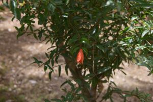 Jardin d'essais botanique de Rabat - Photo 5