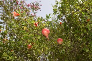 Jardin d'essais botanique de Rabat - Photo 6