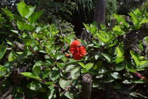 Jardin d'essais botanique de Rabat - Photo 7