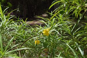 Jardin d'essais botanique de Rabat - Photo 9