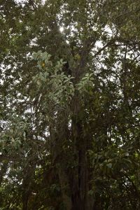 Jardin d'essais botanique de Rabat - Photo 11