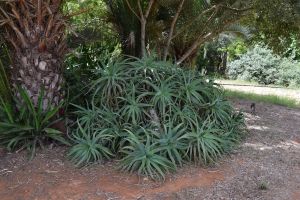 Jardin d'essais botanique de Rabat - Photo 12