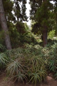 Jardin d'essais botanique de Rabat - Photo 13