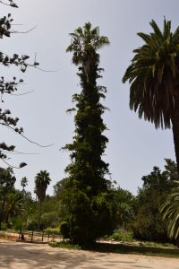 Jardin d'essais botanique de Rabat - Photo 14