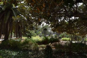 Jardin d'essais botanique de Rabat - Photo 17