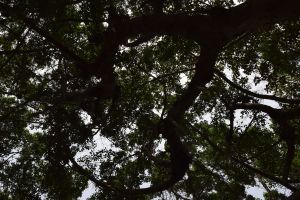 Jardin d'essais botanique de Rabat - Photo 22