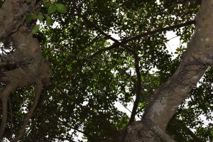 Jardin d'essais botanique de Rabat - Photo 23