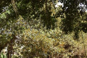 Jardin d'essais botanique de Rabat - Photo 28