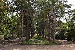Jardin d'essais botanique de Rabat - Photo 31