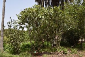 Jardin d'essais botanique de Rabat - Photo 32