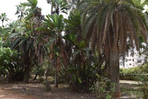 Jardin d'essais botanique de Rabat - Photo 33