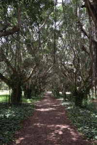 Jardin d'essais botanique de Rabat - Photo 35