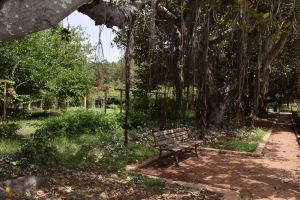 Jardin d'essais botanique de Rabat - Photo 46