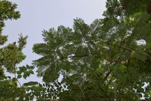 Jardin d'essais botanique de Rabat - Photo 48