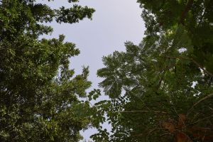 Jardin d'essais botanique de Rabat - Photo 49