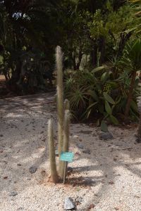 Jardin d'essais botanique de Rabat - Photo 54