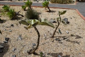 Jardin d'essais botanique de Rabat - Photo 55