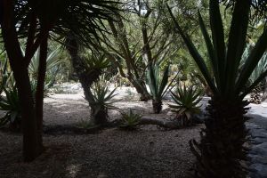 Jardin d'essais botanique de Rabat - Photo 57