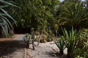 Jardin d'essais botanique de Rabat - Photo 59
