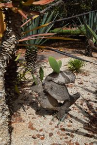 Jardin d'essais botanique de Rabat - Photo 61