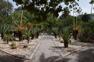 Jardin d'essais botanique de Rabat - Rabat-Salé-Kénitra