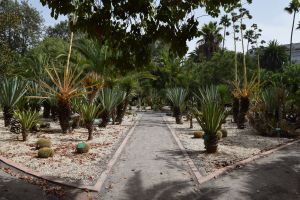 Jardin d'essais botanique de Rabat - Photo 62