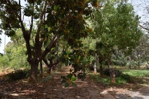 Jardin d'essais botanique de Rabat - Photo 63