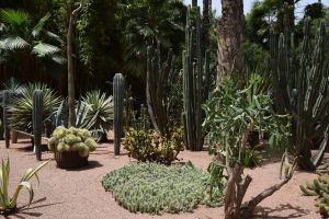 Le Jardin Majorelle - Photo 3