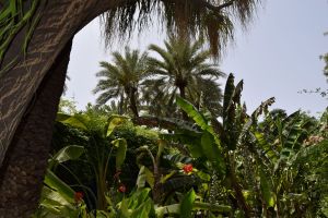 Le Jardin Majorelle - Photo 17