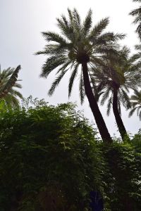 Le Jardin Majorelle - Photo 19