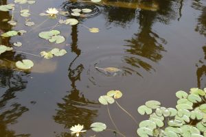 Le Jardin Majorelle - Photo 24