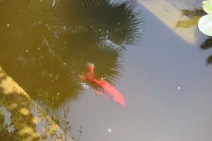 Le Jardin Majorelle - Photo 26