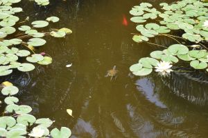 Le Jardin Majorelle - Photo 27