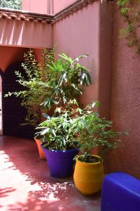 Le Jardin Majorelle - Photo 34