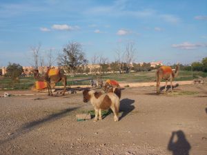 Marrakech (02/2015) - Photo 17